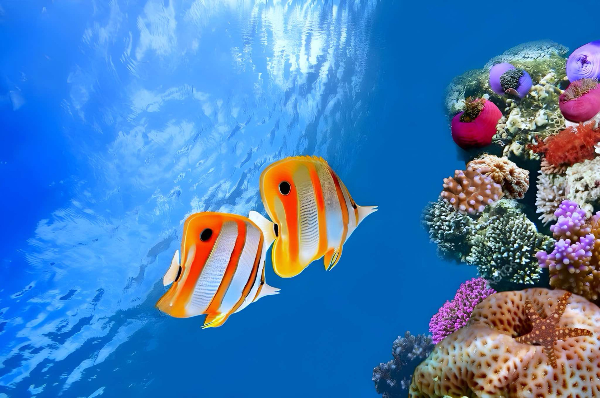 Sommerfuglefiske par 