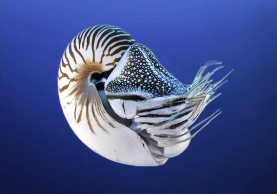 Nautilus Pompilius