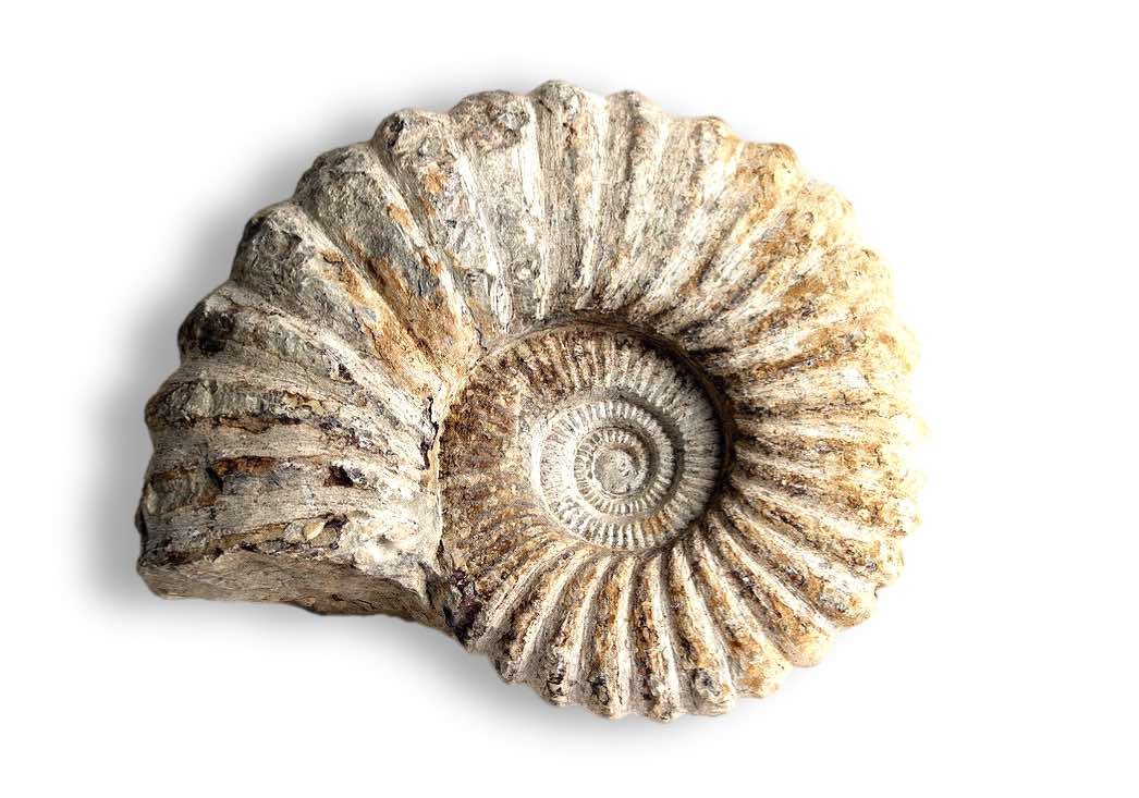 Fossiliseret nautilus/nautil  